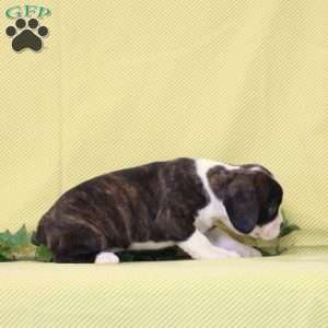 Bonnie, Boston Terrier Mix Puppy